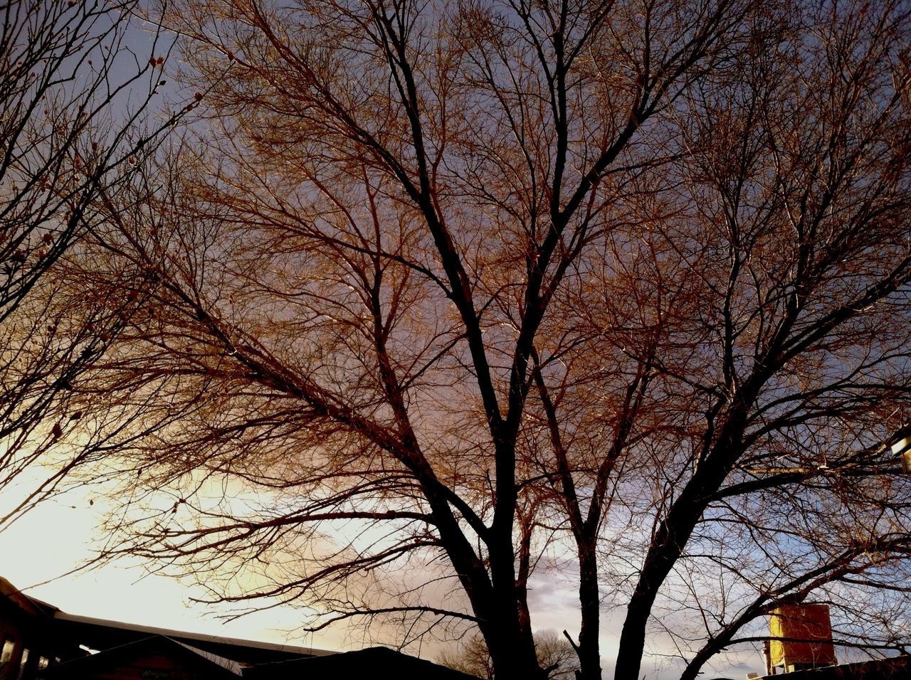 bare tree, tree, branch, low angle view, sky, building exterior, architecture, built structure, nature, tree trunk, autumn, tranquility, beauty in nature, outdoors, no people, silhouette, growth, scenics, change, day