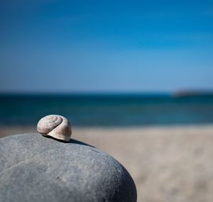 Close-up of lizard on rock