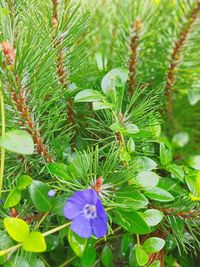 Close-up of flowering plant