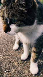 Close-up portrait of cat