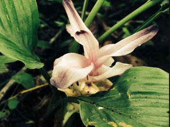 Close-up of pink flower