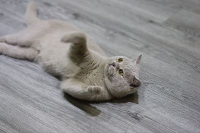 Close-up of cat resting