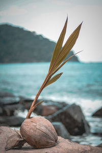 Coconut tree plant on rock at beach against sky
