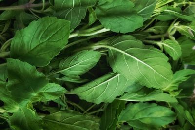 Full frame shot of green leaves