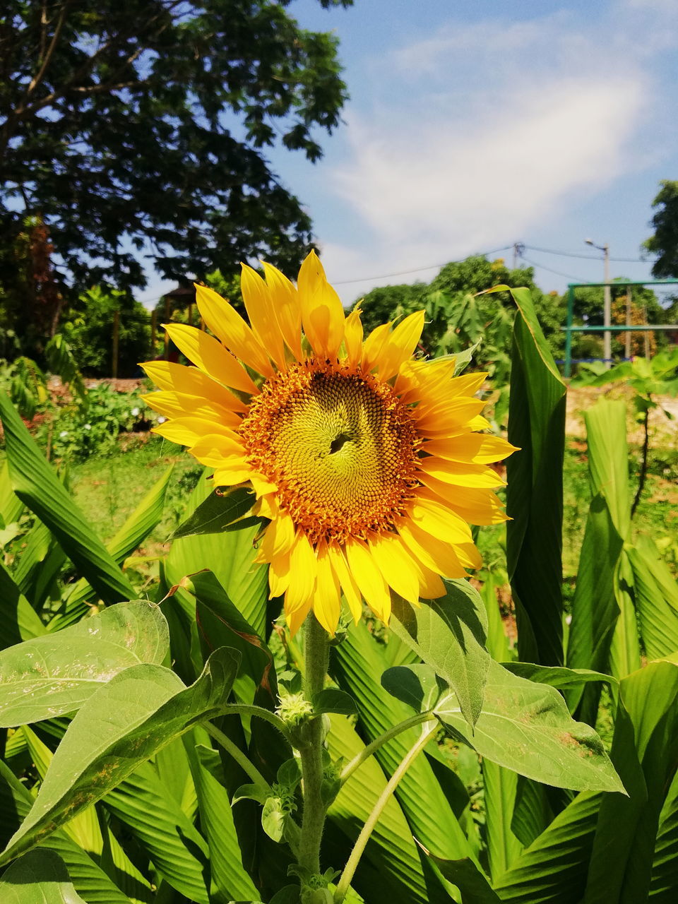 CLOSE-UP OF SUNFLOWER ON FIELD