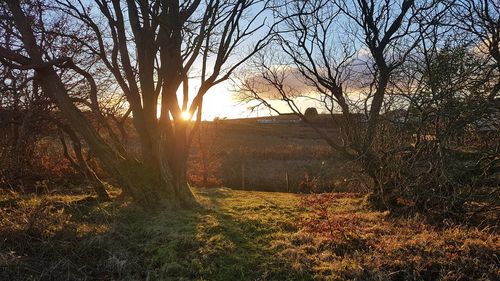 Bare trees on field against sky at sunset