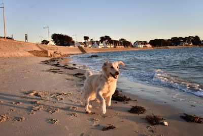 Dogs on beach