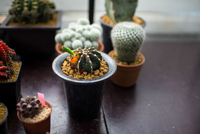 Close-up of potted cactus on table