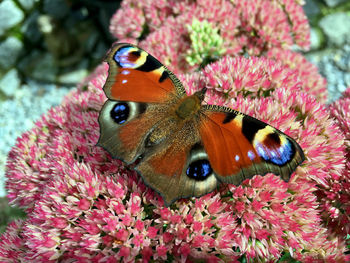 Close-up of butterfly on pink flowers