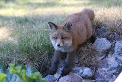 Portrait of fox on rock