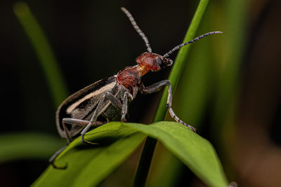 Close-up of insect on plant