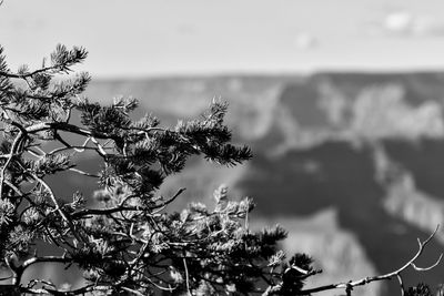 Close-up of plant against sea