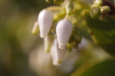 Close-up of plant