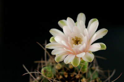 Close-up of white flower against black background