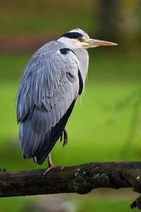 Close-up of gray heron perching on branch