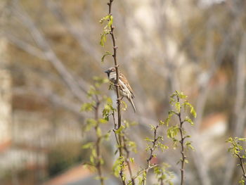 Close-up of insect perching on plant