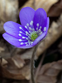 Close-up of purple flowers blooming