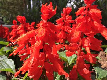 Close-up of red flowers blooming outdoors