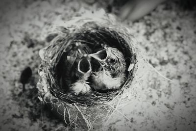 High angle view of cat