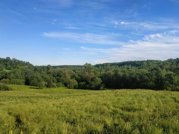 Scenic view of trees on field against sky