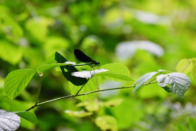 Close-up of insect on leaf