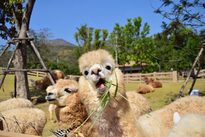 Close-up of llamas on field