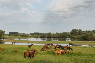 Cows grazing on field against sky