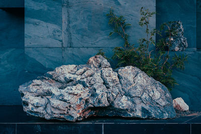 Dead plant on rock against sea
