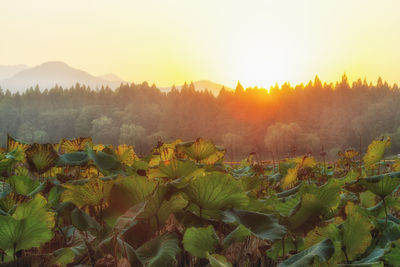 Scenic view of trees on field against sky during sunset