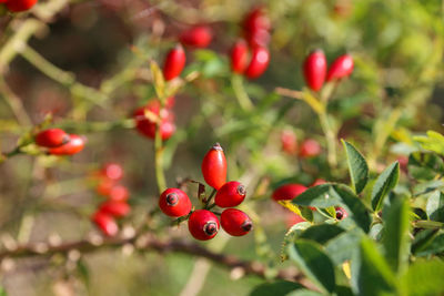 Close-up of red berries growing on tree