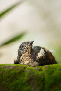 Close up of an animal on grass