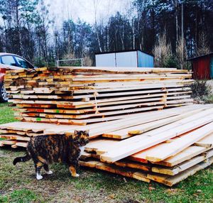 Stack of logs in park