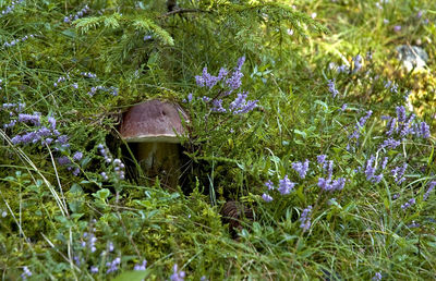 Plant growing in a garden