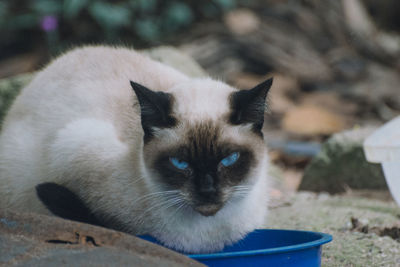 Close-up of a cat