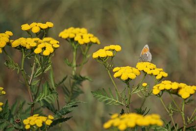 Yellow flowers on plant