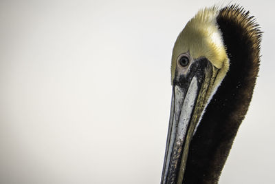 Close-up of pelican