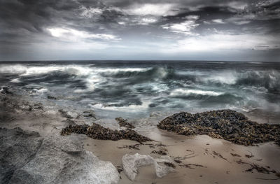 Seaweed at beach against cloudy sky