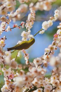 Close-up of cherry blossoms on tree