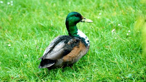 Duck on a field