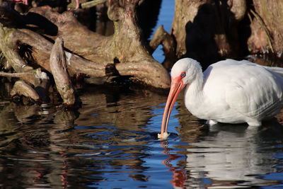 View of white ibis birds in lake