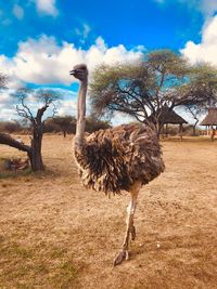 View of bird on field against sky