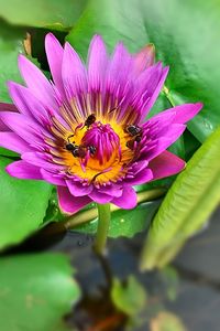 Close-up of pink water lily