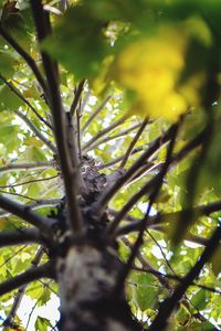 Low angle view of tree