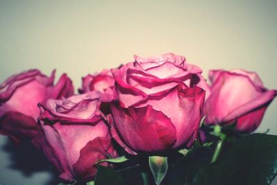 Close-up of pink rose