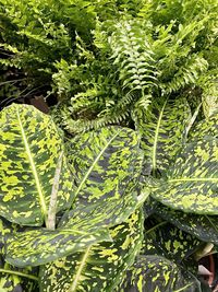 High angle view of green leaves