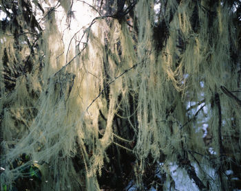 Full frame shot of trees in forest during winter