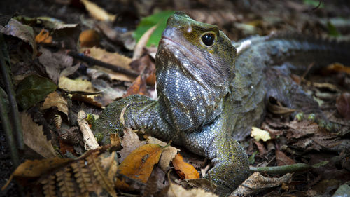 Close-up of lizard on dry leaves