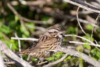 Close-up of song sparrow perching on branch