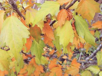 Full frame shot of autumn leaves