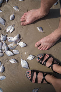 High angle view of hands fish in water at beach